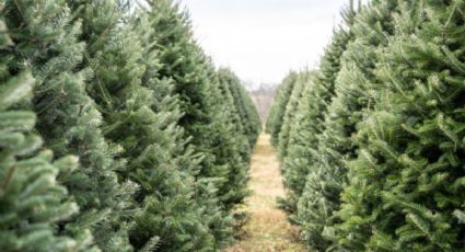 Guadalajara: ¿Dónde puedes conseguir tu árbol de Navidad natural?