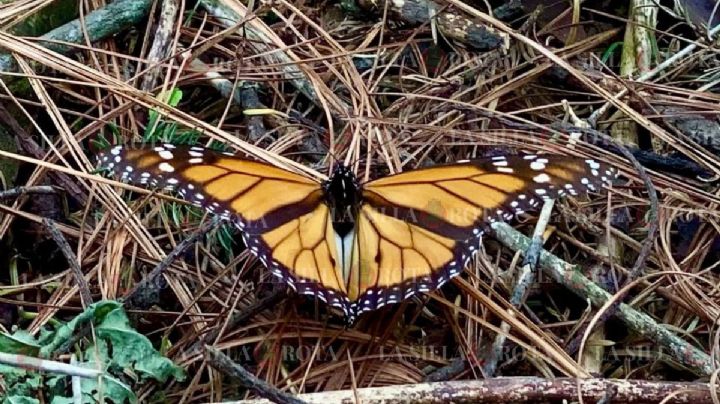 Mariposa monarca: comienza a dejarse ver en el Edomex