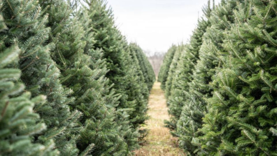 Estos son los lugares con árboles de navidad naturales, algunos son especies a la renta