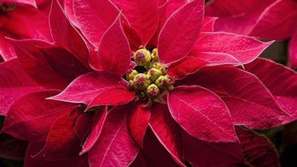 Estratégicas del hogar para atraer la abundancia