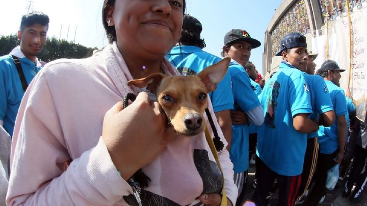 Así lucen los "mares" de peregrinos que acuden a la Basílica de Guadalupe | Galería