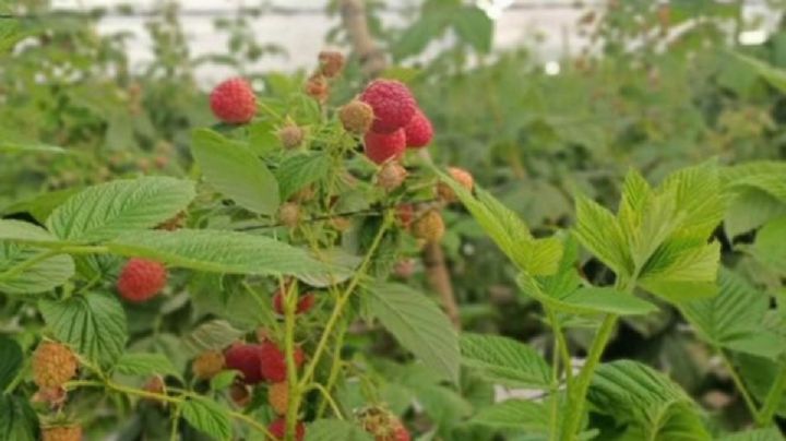 Aumenta demanda de frambuesa cultivada en Guanajuato en Estados Unidos y Chile
