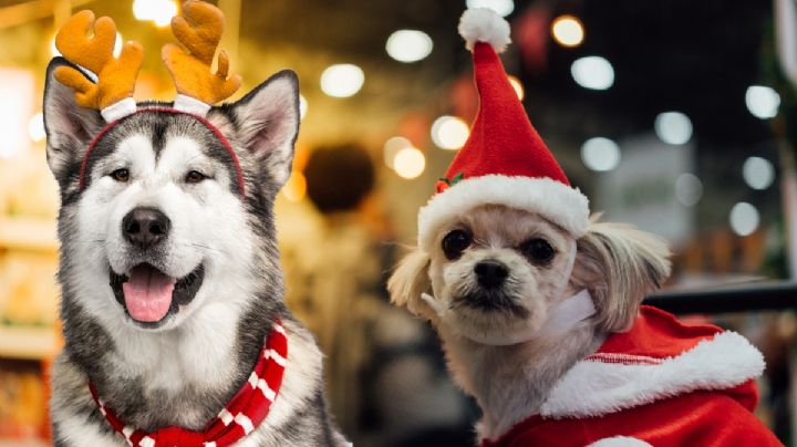 Concursos de disfraces y desfile de mascotas en el Perry Christmas