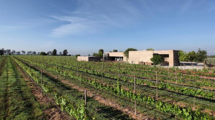¿Cómo es el viñedo Cuna de Tierra, propiedad del empresario asesinado?