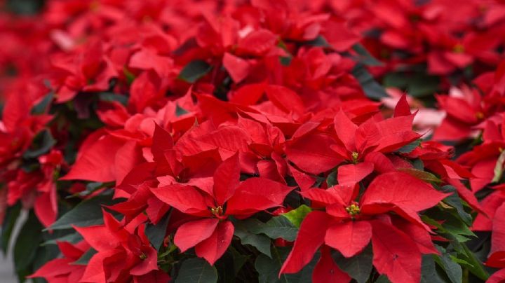 ¿Tienes Nochebuenas? Así debes cuidarlas para que duren hasta febrero