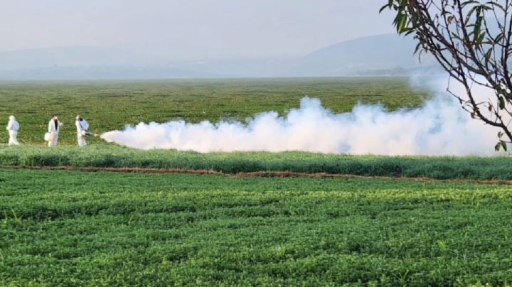 Retiro de lirio acuático de presa Endhó ha costado 15 millones de pesos