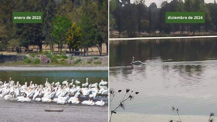El antes y después del Lago Espejo de los Lirios en Cuautitlán Izcalli: ¿qué está pasando?