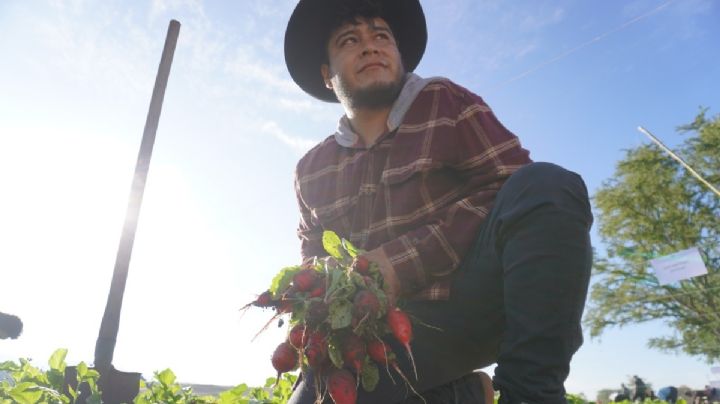 Noche de Rábanos: la tradición decembrina que se mantiene viva en Oaxaca