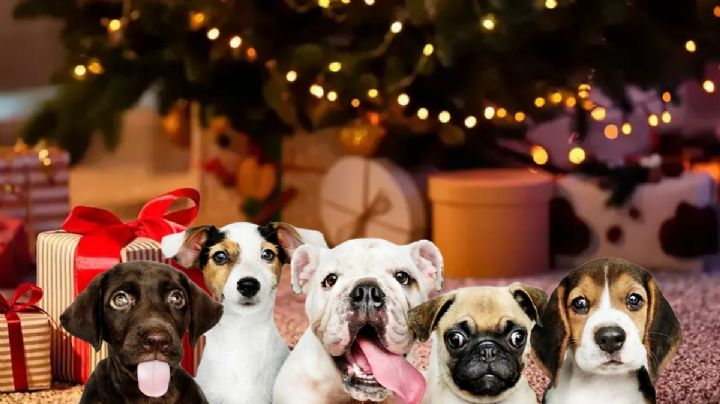 Invitan a Navidad Perruna, buscan recaudar fondos para rescate de canes