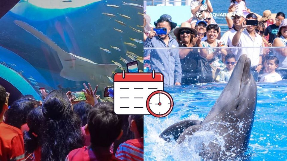 Vacaciones: Estos son los horarios del Aquarium de Veracruz por temporada navideña
