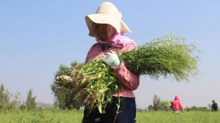 Apoyos de Libia para trabajadores del campo incluirán económicos y herramientas