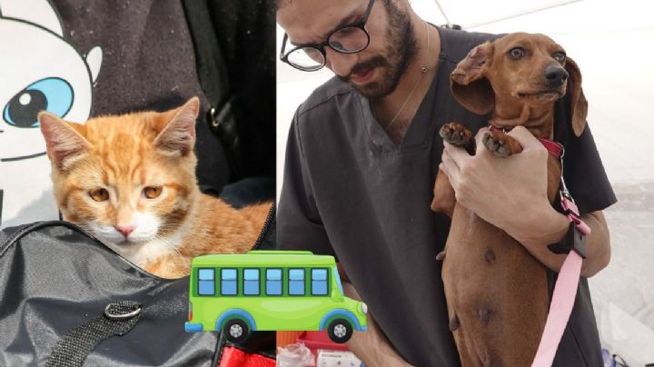 En este autobús puedes viajar de Xalapa a CDMX con tu mascota