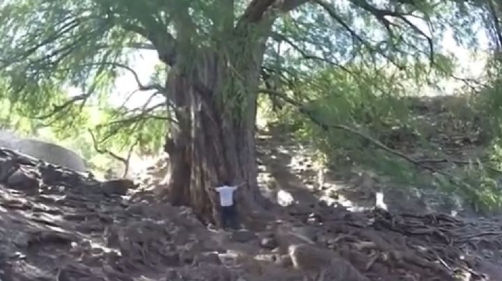 El tronco del ahuehuete guanajuatense que pueden abrazar 18 personas con brazos abiertos