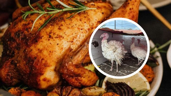 Pavos de rancho, opción preferida para la cena navideña en el sur de Veracruz