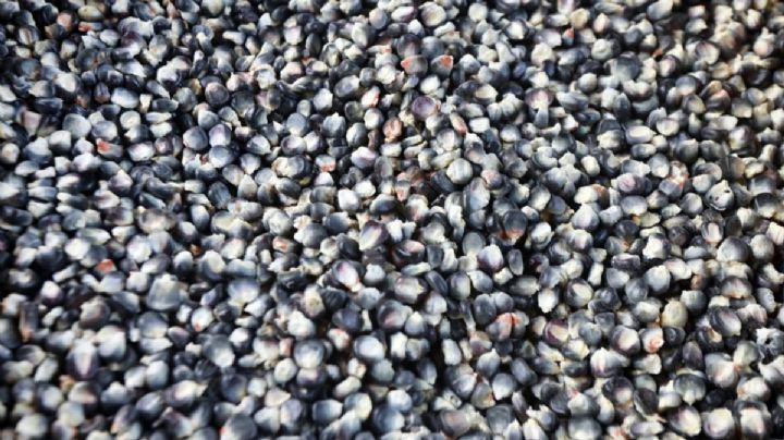 Precio de garantía solo apoya al sureste y excluye a productores del Centro y Norte: GCMA