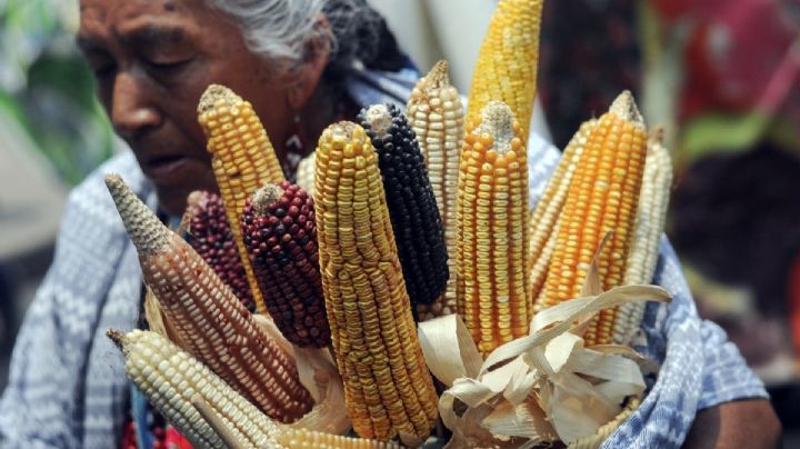 Agricultores amenazan con bloqueos si el Gobierno no fija precio justo del maíz