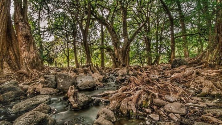 Este bosque en Guanajuato tiene mágicos paisajes que debes conocer