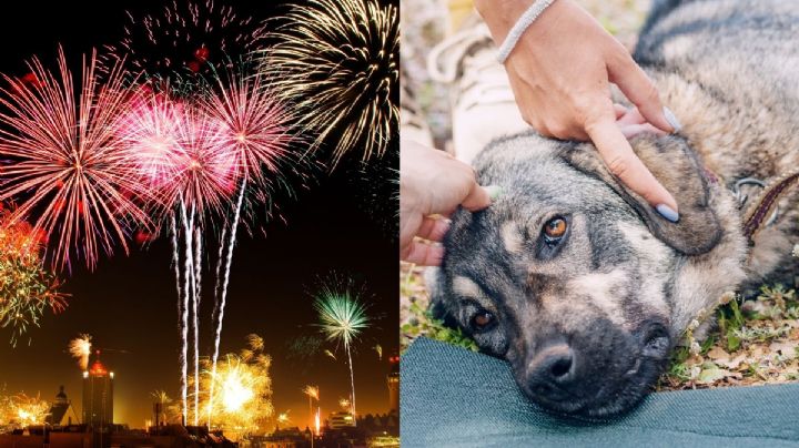 5 recomendaciones para proteger a tus mascotas de la pirotecnia en fin de año