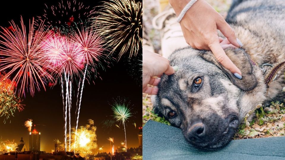 5 recomendaciones para proteger a tus mascotas de la pirotecnia en fin de año