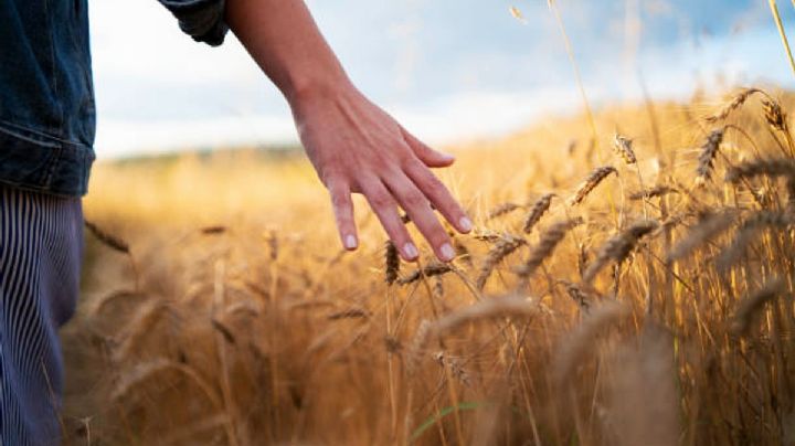 Campesinos cebaderos del Altiplano hidalguense en crisis