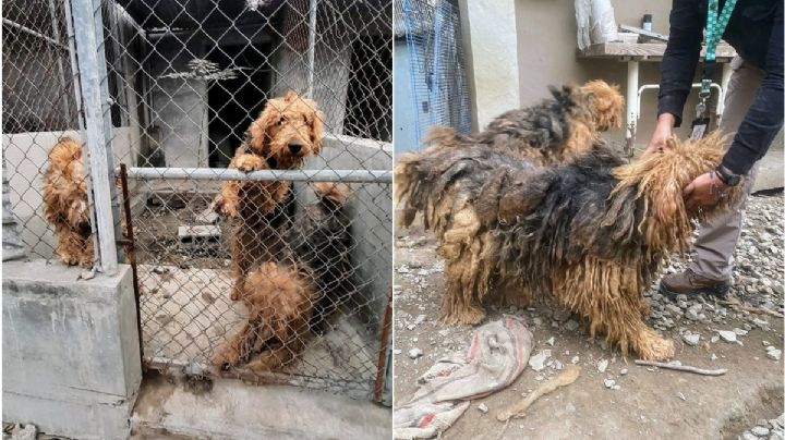 Rescatan a 23 perros en cateo en Nuevo León
