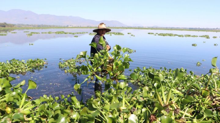 Hidalgo intensifica acciones ambientales en la Presa Endhó