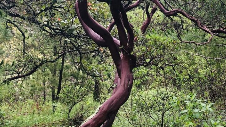 La pingüica el arbusto color vino que es talado en las sierras de Guanajuato