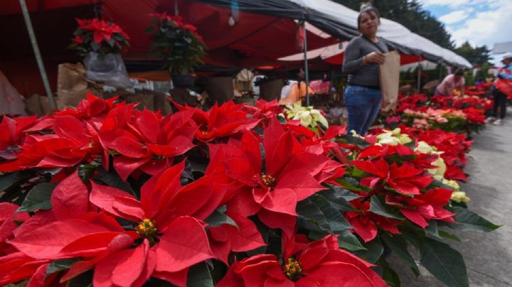 En estos municipios de Veracruz se cultiva la flor de Nochebuena