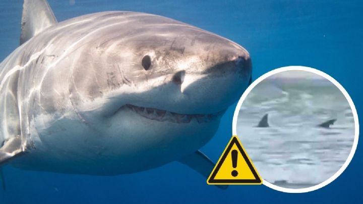 ¿Hay más tiburones en playa de Coatzacoalcos, Veracruz? Experto aclara tras video viral