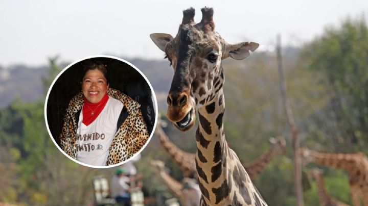 Yreri, empresaria de Poza Rica que trasladó a Benito la jirafa a Africam Safari