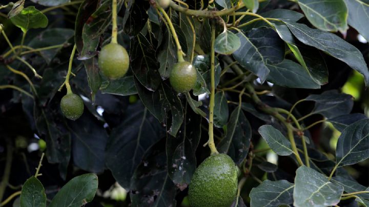 Super Bowl: NFL pone en jaque producción de aguacate en Michoacán