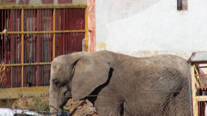 No solo es físico, elefanta Susy presenta malestar mental por la soledad, indica experta