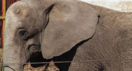 Pedían 6 millones por la elefanta maltratada; nadie la compró y la abandonaron