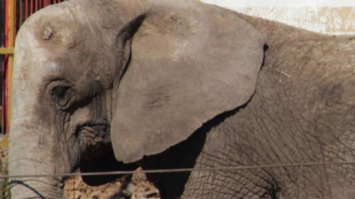Pedían 6 millones por la elefanta maltratada; nadie la compró y la abandonaron
