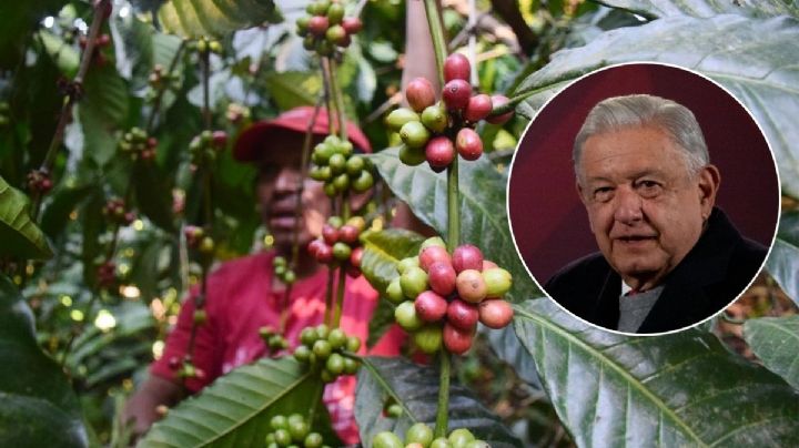 AMLO manda mensaje a cafetaleros de Veracruz tras denuncias por abuso de empresas