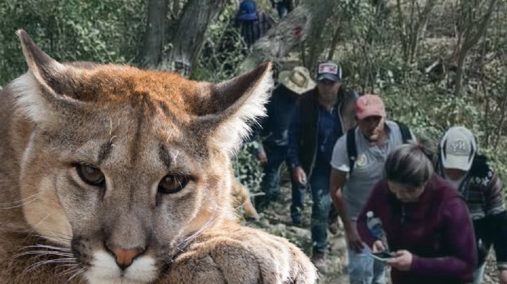 Avistamiento de puma en Ixmiquilpan; autoridades están en su búsqueda