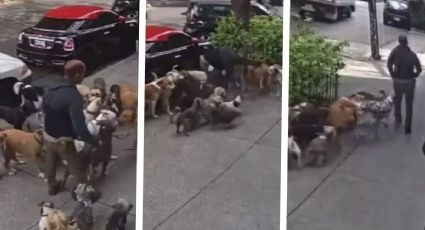 Exhiben a paseador por llevar a su cuidado a más de 20 perros en CDMX | VIDEO