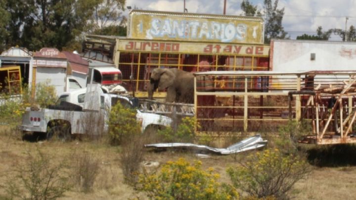 Susy, la primera elefanta futbolista del mundo, "pide" ser rescatada