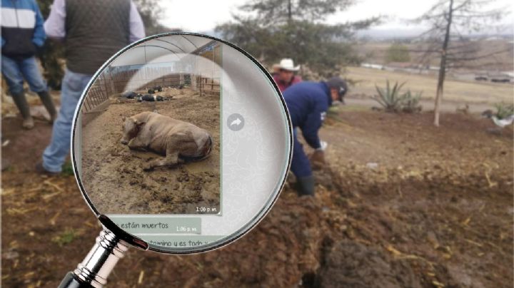 Supuesta muerte masiva de ganado: autoridades de Hidalgo hablan; esto sabemos oficialmente