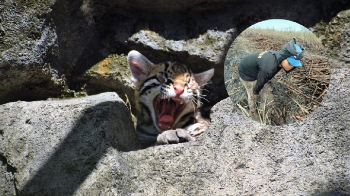 Localizan 9 tigrillos calcinados en Tempoal, Veracruz