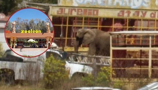 Zoológico de León daría la bienvenida a Susy la elefanta: Municipio está listo para recibirla