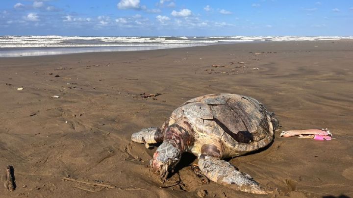 Localizan tortuga muerta en playa de Coatzacoalcos; la primera de 2024