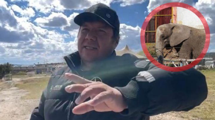 Los animales de circos murieron tras la reforma: domador de elefanta