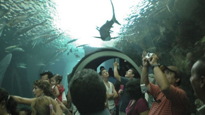 Aquarium de Veracruz lanza promoción únicamente para jarochos; aprovéchala