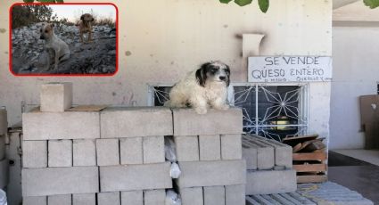 Envenenamiento masivo de perros y gatos causa alerta vecinal en Tuxtla Gutiérrez