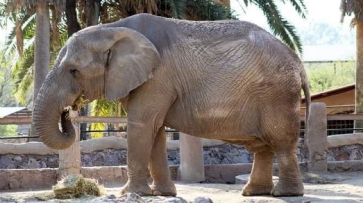 ¿Por qué se murió un elefante en el Zoológico de León?