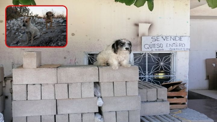 Envenenamiento masivo de perros y gatos causa alerta vecinal en Tuxtla Gutiérrez