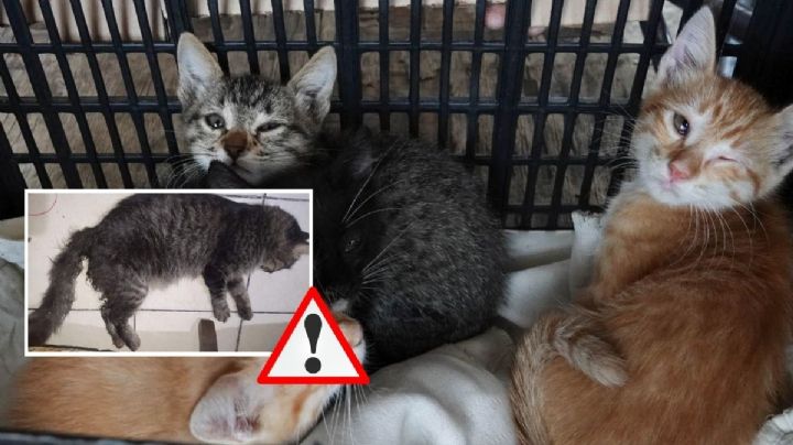 Buscan al "violagatos" de Río Medio, en Veracruz: Esta es la denuncia