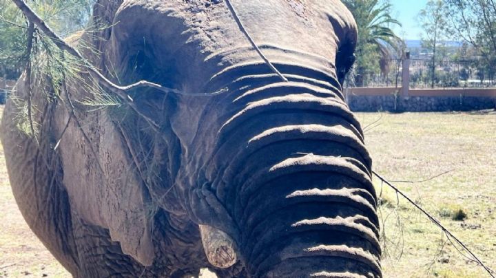 Presentan a la elefanta Susy, ahora dicen que se llama Annie
