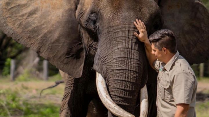 Regalan a la elefanta Annie a un estadounidense antes de que el gobierno venga por ella